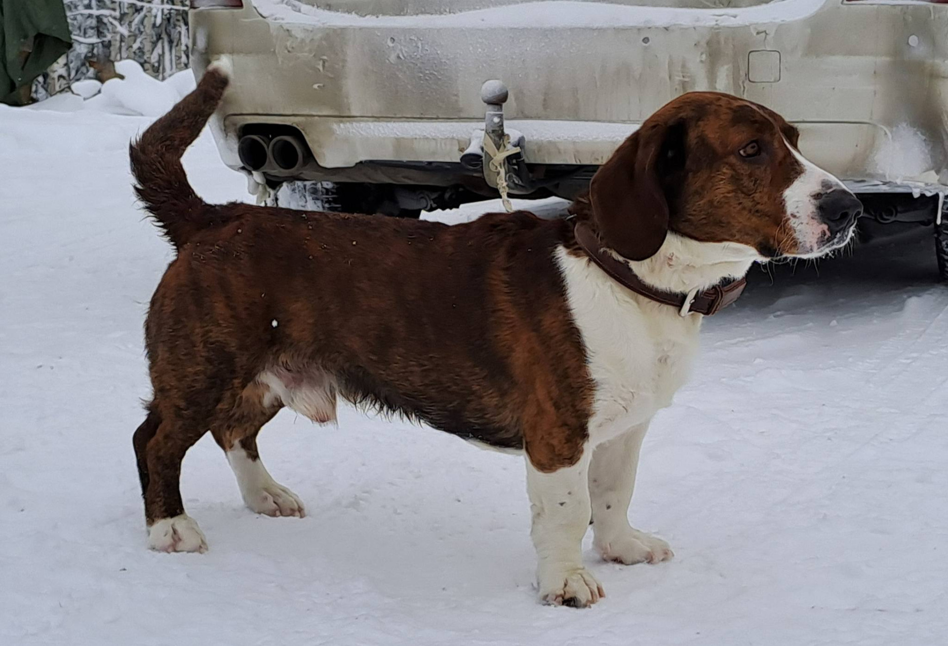 C. Ruska Einari Ainokainen