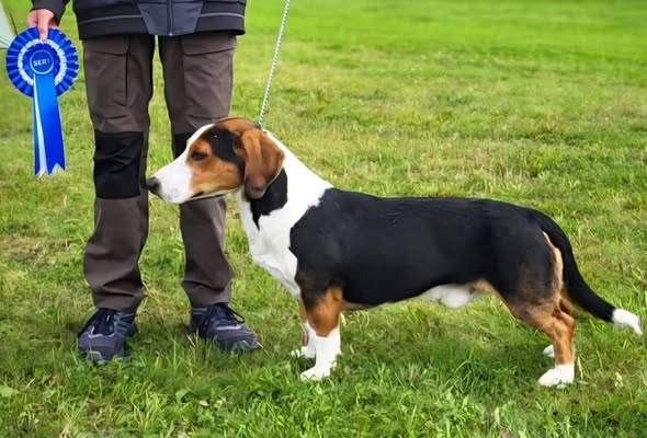 Kingi